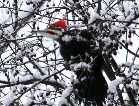 Great shot of an adult male Peliated Woodpecker - photo by Scott Prevost