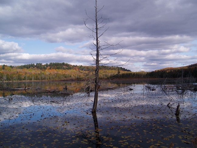 Fall photo at the Sherrif Creek Wildlife Sanctuary.  Photo by Linda Currie.