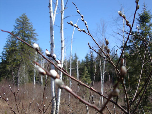 Beautiful pussy willows along the Little White River - north of Elliot Lake.  Photo by Judy Wilson