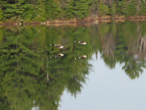 Geese flying over Elliot Lake, Photo by Anne Marie Prevost