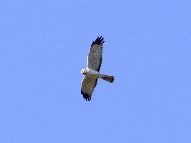 Northern Harrier, photo by Scott Prevost